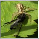 Xysticus ulmi - Krabbenspinne 05.jpg